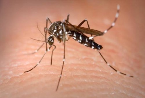 10 интересных фактов про комаров