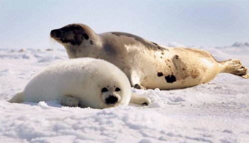 Охота на тюленя