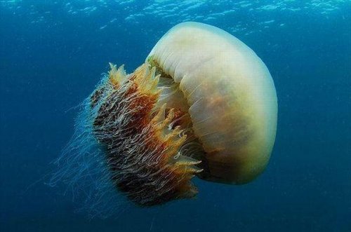Японцев атаковали 200-килограммовые медузы