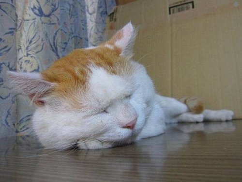 Самый ленивый кот в мире (КАРТИНКИ)
