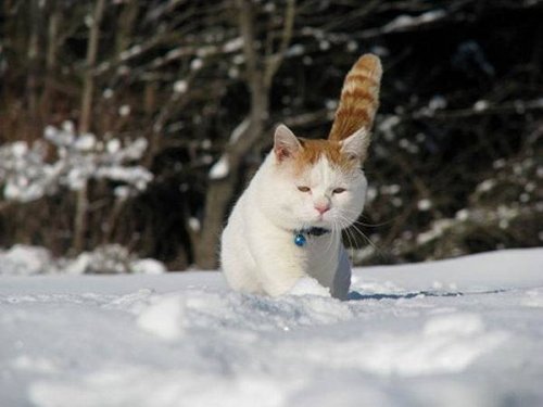 Самый ленивый кот в мире (КАРТИНКИ)