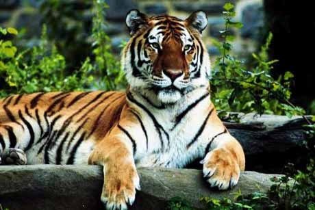Интересности  ТОП-10 знаменитостей с характером тигра