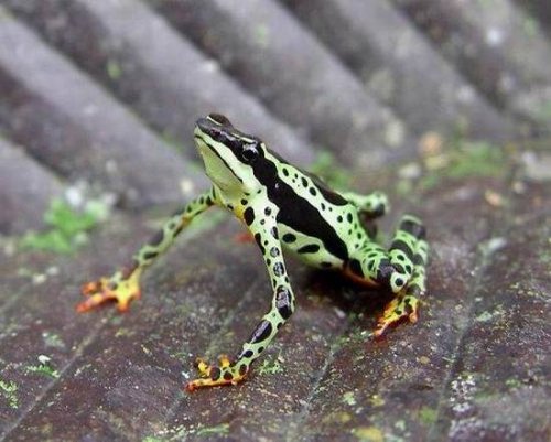 Интересные новости. 10 самых странных лягушек в мире