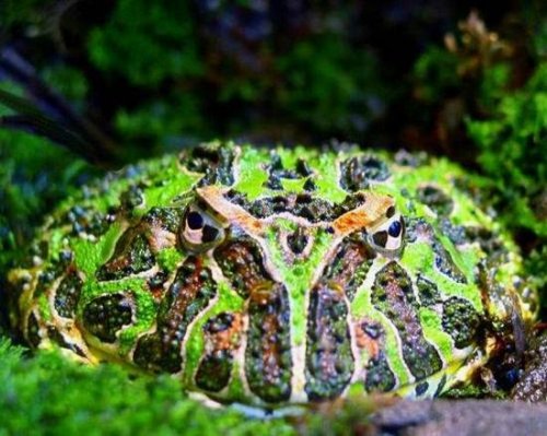 Интересные новости. 10 самых странных лягушек в мире