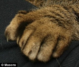Кошка-мутант: 6 пальцев на лапе