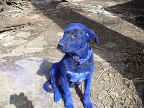 Голубая собака