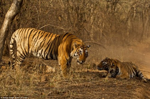 Воспитание молодого тигра
