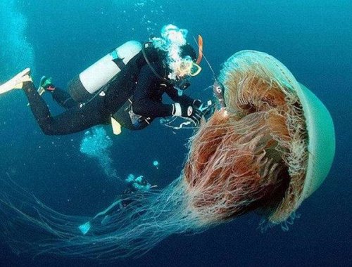 Японцев атаковали 200-килограммовые медузы
