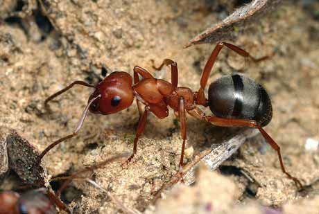 Очень интересные факты о муравьчх