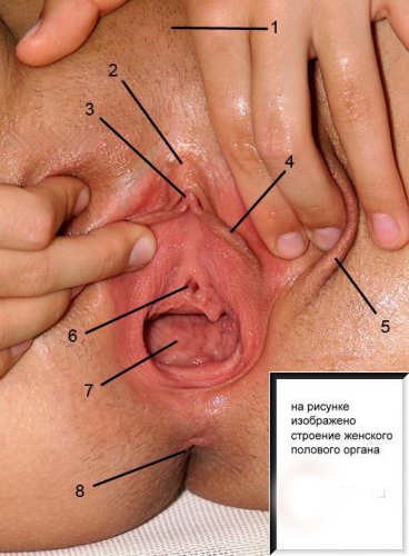 Раздвинутая женская вагина - инструкция  по поиску клитора