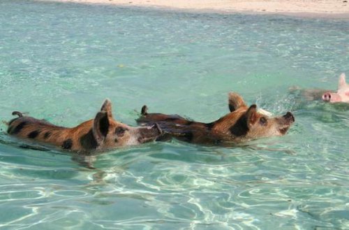 На Багамах пюявились свиньи которые умеют плавать