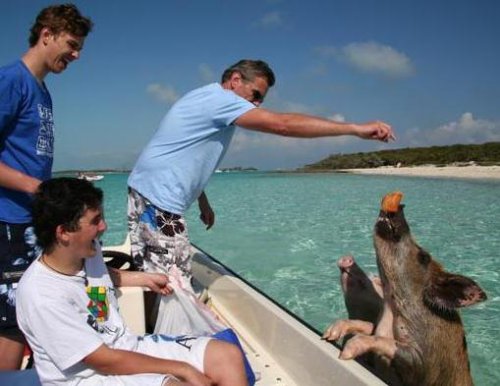 На Багамах пюявились свиньи которые умеют плавать